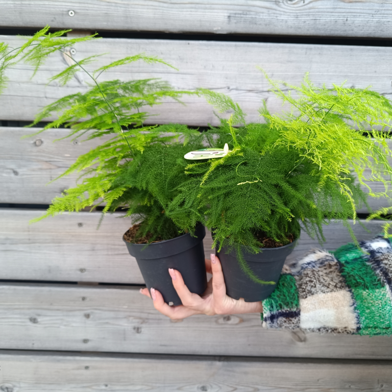 Asparagus setaceus plumosus (Asparágus) - kont. C1L, výška: 15-20 cm